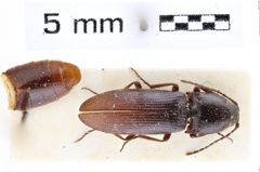 Foto (Dorsalansicht) von Melanotus parallelicollis (Platia & Schimmel, 2001) (NHMW-ZOO-COL-0007623)